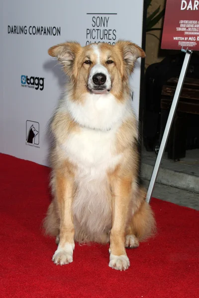 Kasey (gespielt von dog freeway im Film) — Stockfoto
