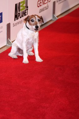 Uggie