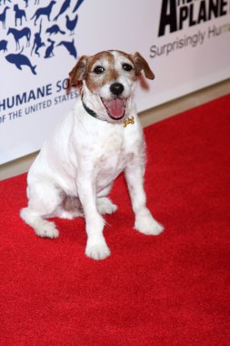 Uggie