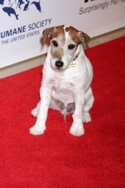 Uggie