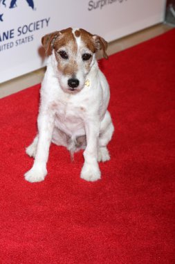 Uggie