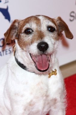 Uggie