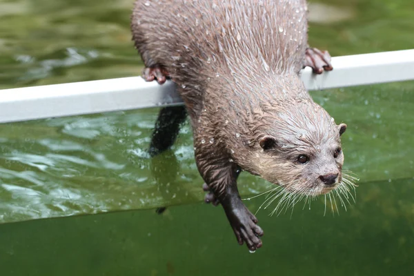Wet to the skin otter — Stock Photo, Image