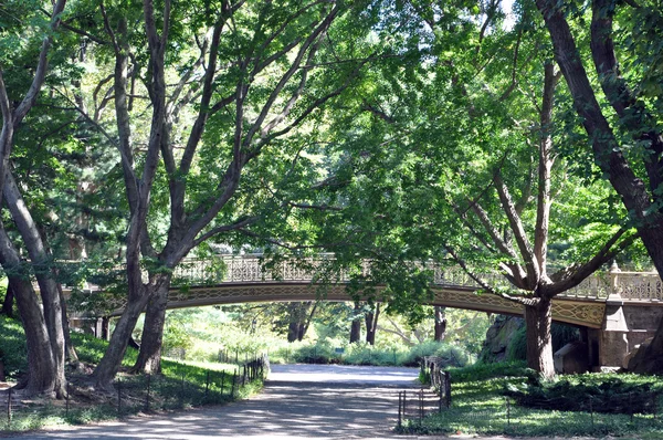 Een wandeling door central park — Stockfoto