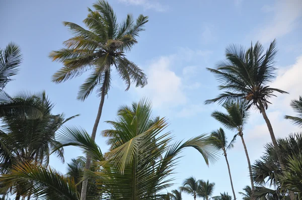 Palmy w Karaibach — Zdjęcie stockowe