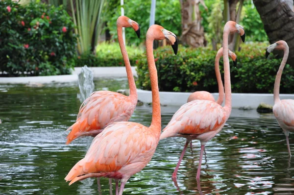 Flamingo 's — Stockfoto