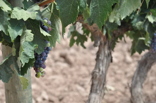 stock image Grape in a grapevine