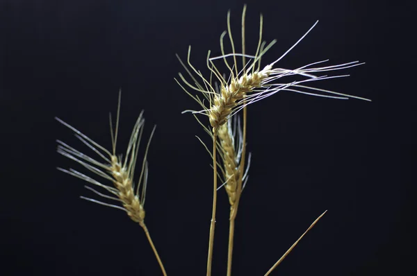 stock image Wheat ears