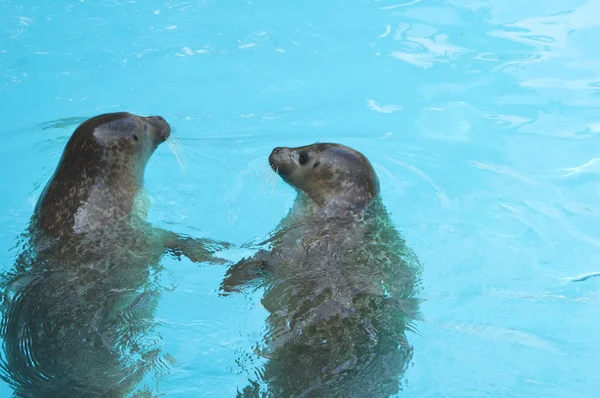 Два молодых тюленя — стоковое фото