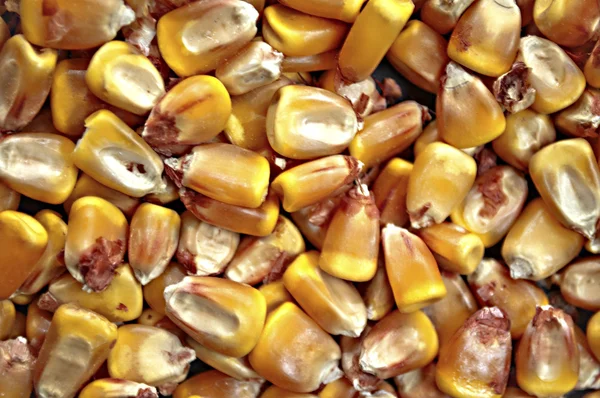 Osiva kukuřice — Stock fotografie
