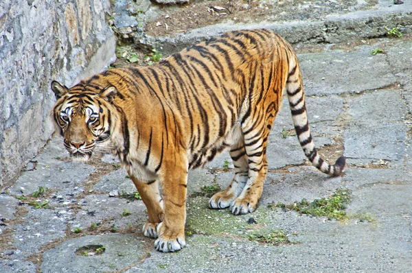 アジアの虎 — ストック写真