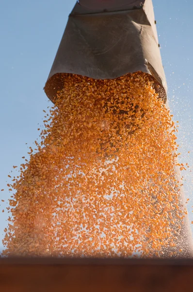 Corn harvesting — Stock Photo, Image
