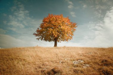 Yalnız Sonbahar ağaç