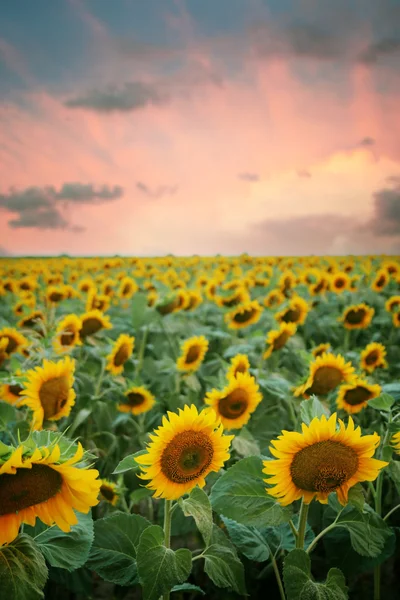 stock image Sunflower field in the sunset