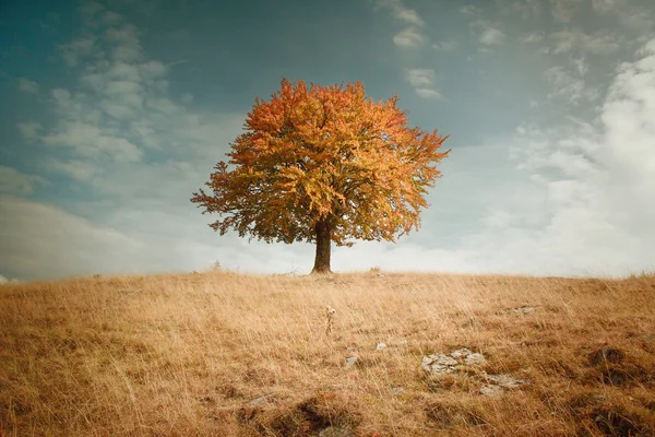 Stock image Lonely autumn tree