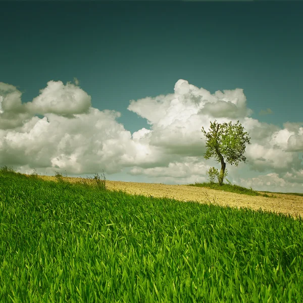 Πεδίο άνοιξη με μικρά καλαμπόκι και μοναχικό δέντρο — Φωτογραφία Αρχείου