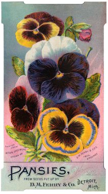 Antique image of pansies seed packet