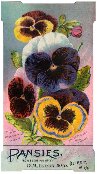 Antique image of pansies seed packet — Stock Photo, Image