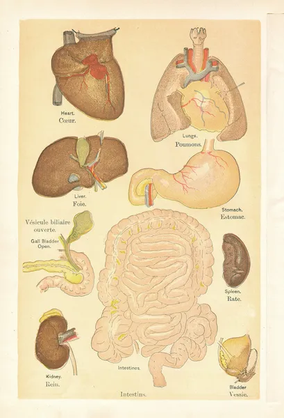 Ilustrações médicas de órgãos de um livro vintage — Fotografia de Stock