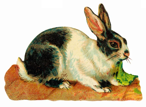 Starožitný obraz králíků — Stock fotografie