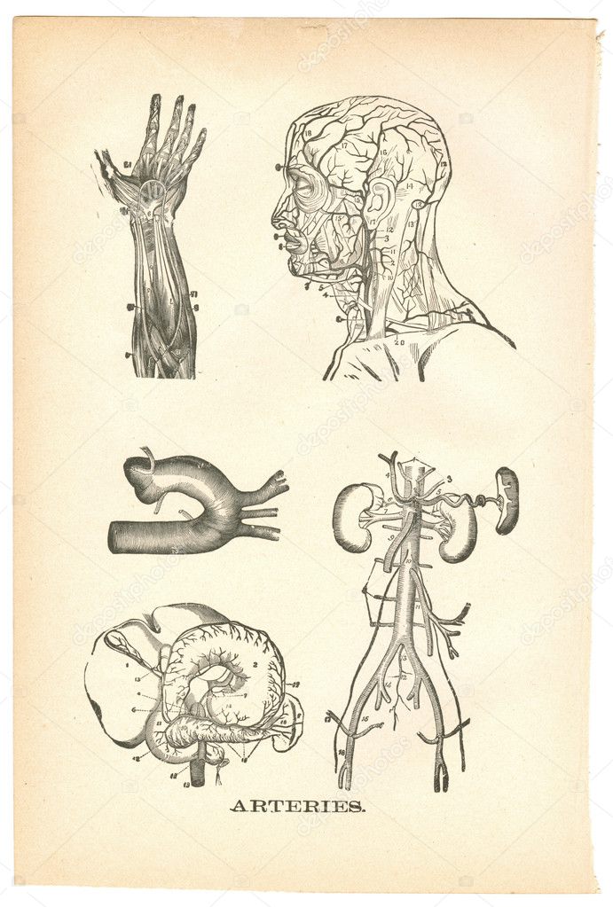 Illustrations of arteries from a vintage medical book