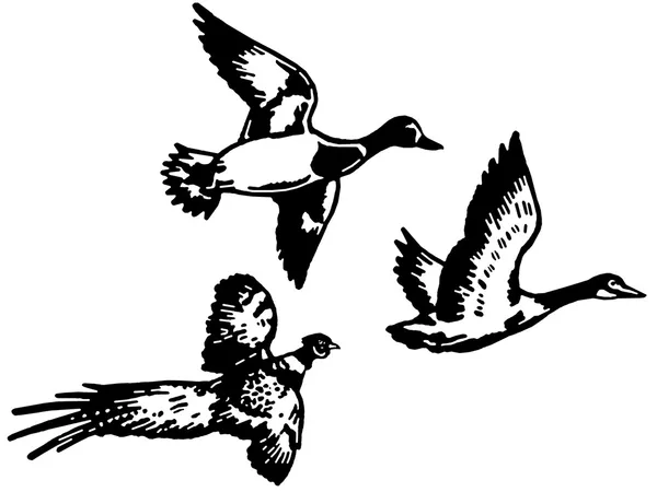 En svartvit version av tre olika raser av flying duck — Stockfoto
