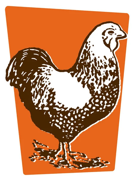 一只母鸡的插图 — 图库照片