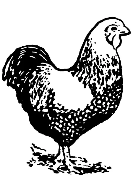 一只母鸡的插图中的一个黑色和白色版本 — 图库照片