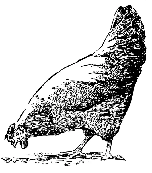 Een zwart-wit versie van een kip eten pallets uit de grond — Stockfoto