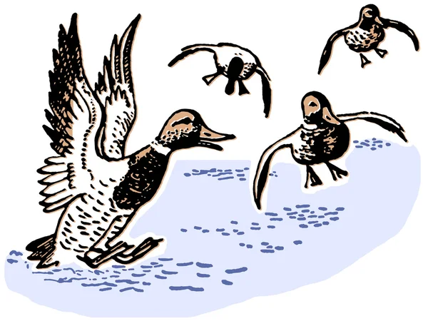 Ducks landing in pond — Stock Photo, Image