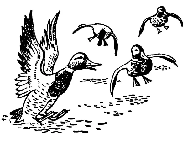 鸭在池塘里着陆 — 图库照片