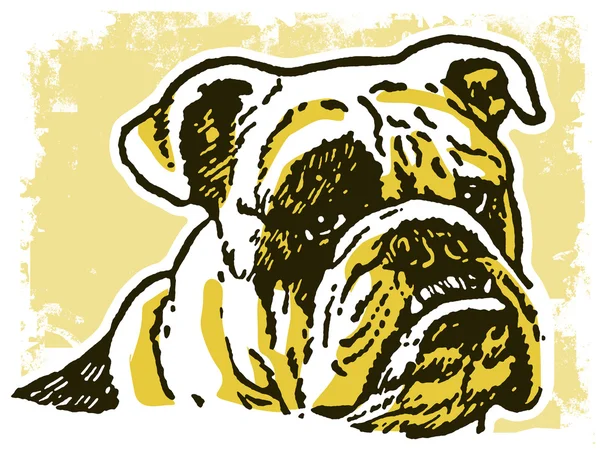 Eine unglücklich aussehende Bulldogge — Stockfoto