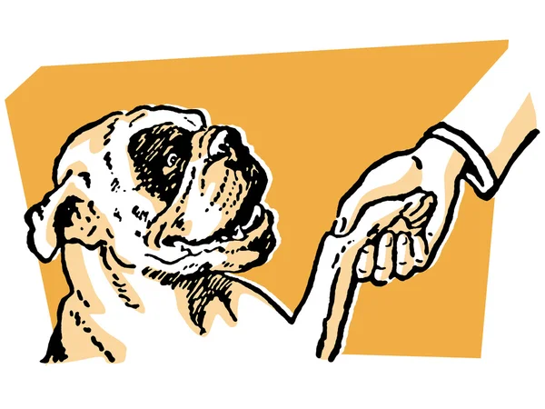 Spaltende Bulldogge beim Händeschütteln mit ihrem Besitzer — Stockfoto