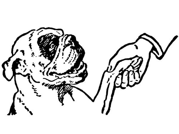 A black and white version of a cleaver Bulldog shaking hands with its owner — Stock Photo, Image
