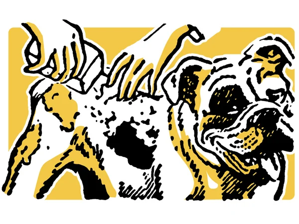 Illustration einer Bulldogge beim Waschen — Stockfoto