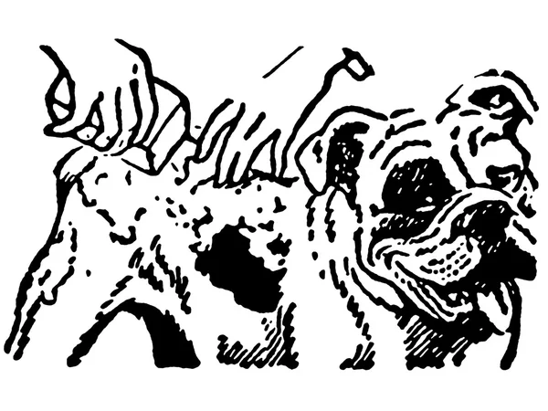 Uma versão em preto e branco de uma ilustração de um Bulldog tendo uma lavagem — Fotografia de Stock