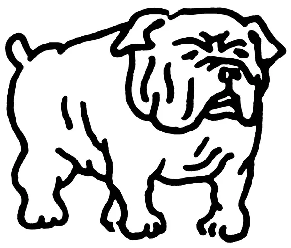Uma versão em preto e branco de um desenho de linha de um Bulldog — Fotografia de Stock