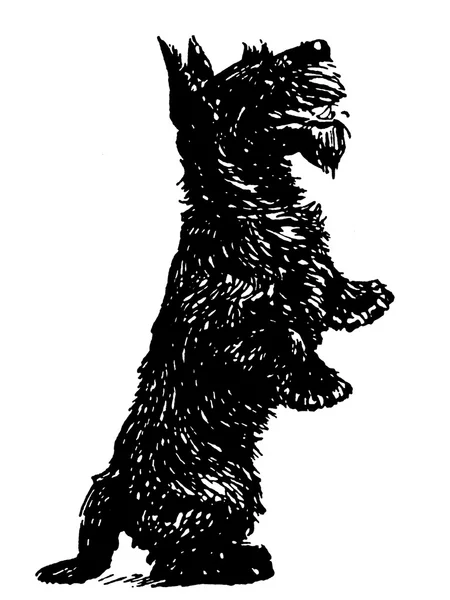 Eine schwarz-weiße Version eines schwarzen schottischen Terriers, der auf seinen Hinterbeinen steht — Stockfoto