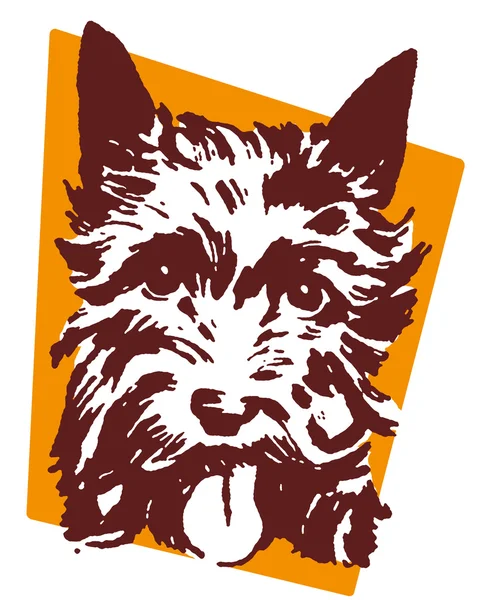 Porträt eines schottischen Terriers — Stockfoto