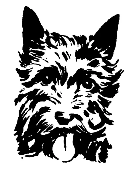 A black and white version of a portrait of a Scottish Terrier — Stock Photo, Image