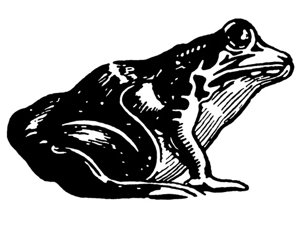 Una versión en blanco y negro de una ilustración de un sapo —  Fotos de Stock