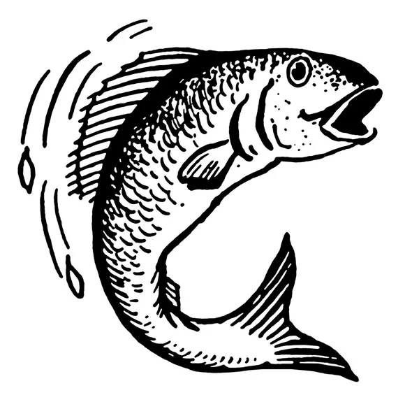 Une version noir et blanc d'une illustration d'un poisson hors de l'eau — Photo