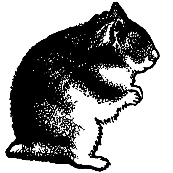 Черно-белая версия иллюстрации хомяка, стоящего на задних лапах — стоковое фото