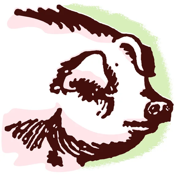 Een portret van een grote varken — Stockfoto