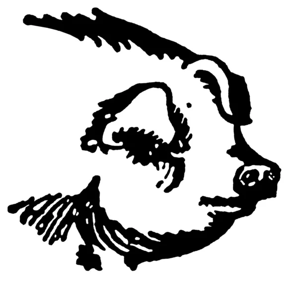 Une version noir et blanc d'un portrait d'un gros cochon — Photo