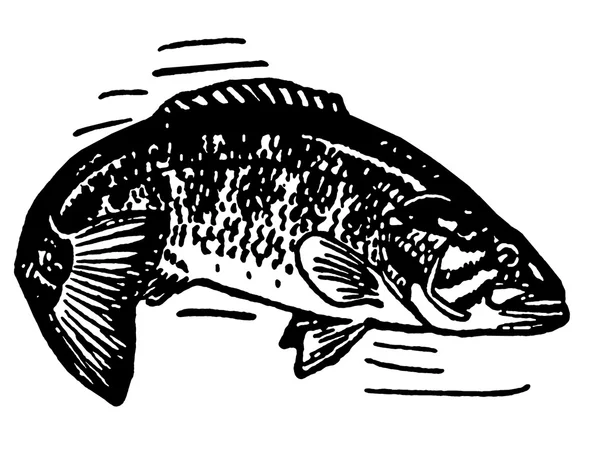 En svartvit version av en illustration av en fisk — Stockfoto