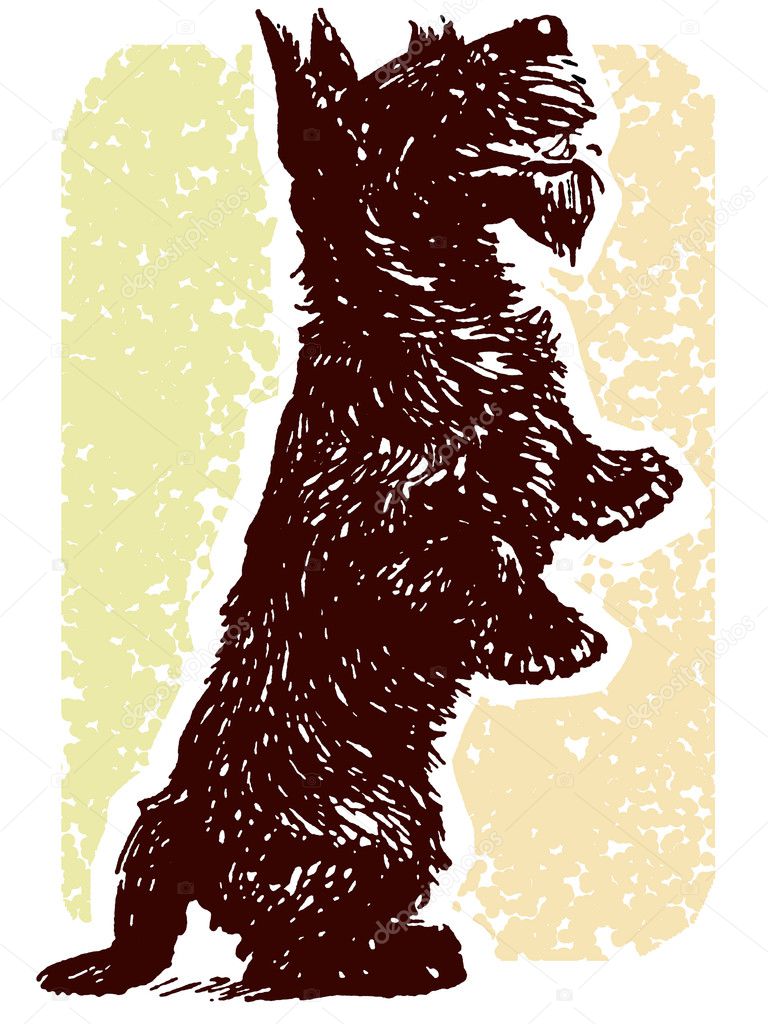 A black Scottish Terrier standing on its hind legs