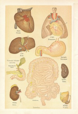 Medical illustrations of organs from a vintage book clipart