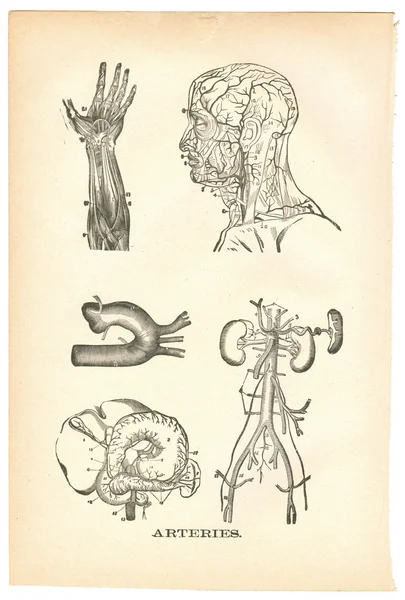 Illustrations of arteries from a vintage medical book — Stock Photo, Image