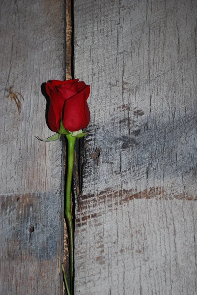 Rosa roja sobre madera de abeto gris Imagen de archivo